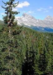Icefield Parkway: Banff