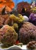 Living Aquarium Season 1 Episode 1 Living Aquarium Season 1 Episode 1