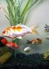 Living Aquarium Season 1 Episode 3 Living Aquarium Season 1 Episode 3