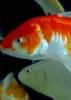 Living Aquarium Season 1 Episode 4 Living Aquarium Season 1 Episode 4